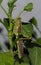 Â Obscure Bird Grasshopper, Schistocerca obscura on hibiscus plant